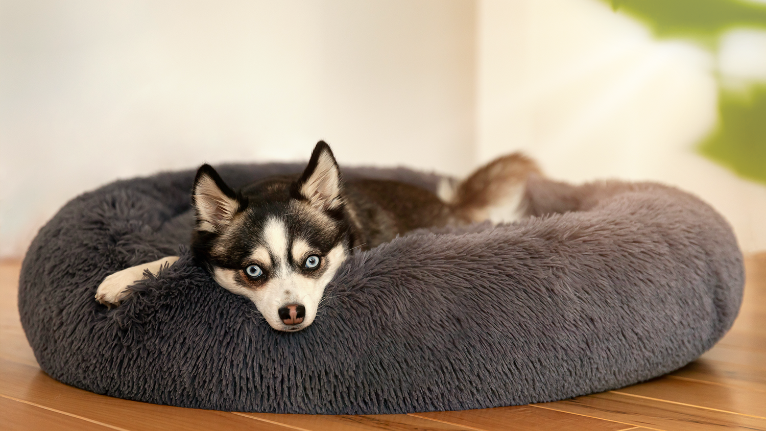 Hundebett mit Pomski Hundedame. Kuschelig wie Wolke 7 Hundebett