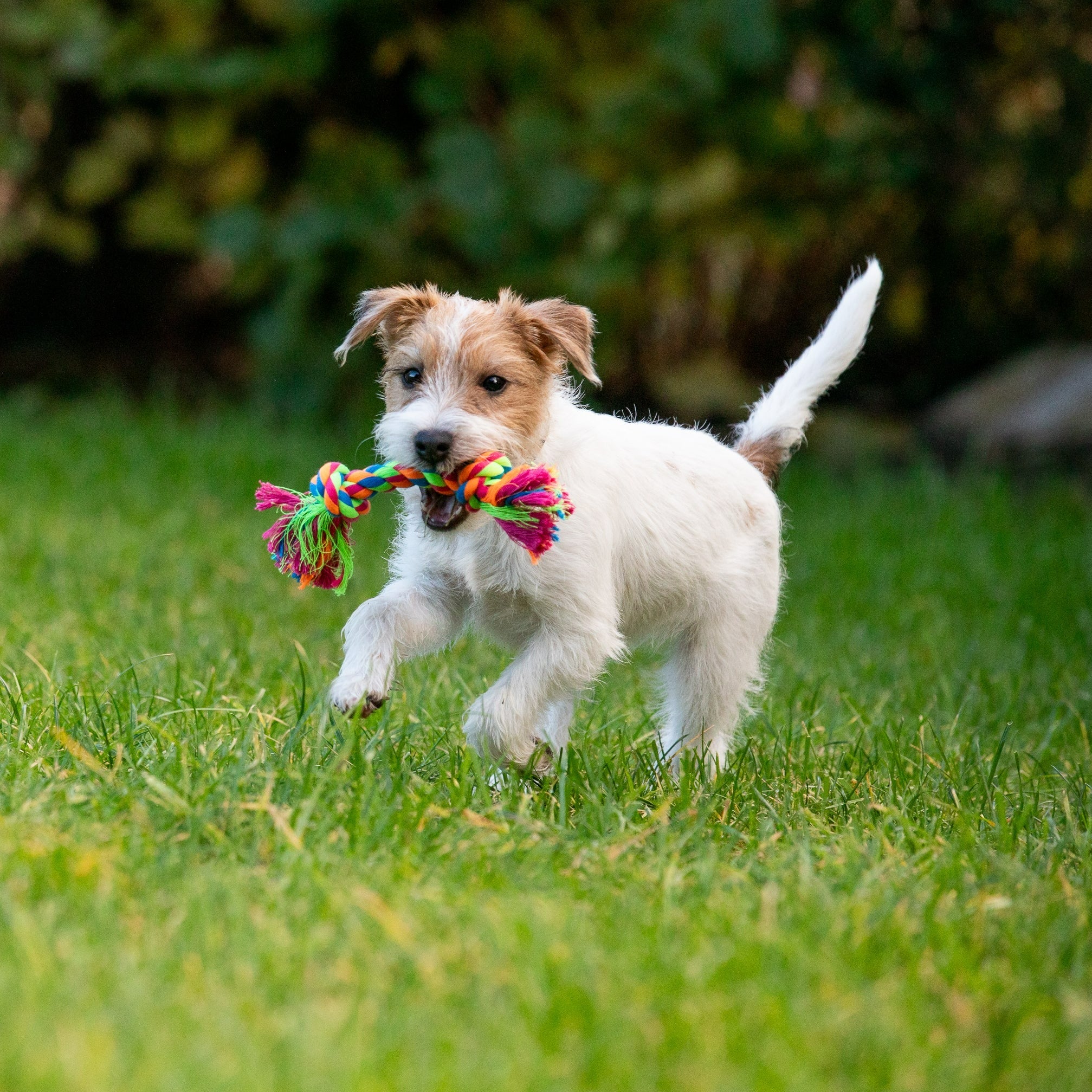 Zerrtau für Hunde