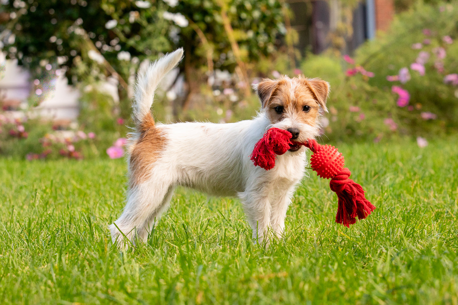 Welpenspielzeug-Hundespielzeug-hundezubehör-welpenpakete,spielzeug für hunde, robustes hundespielzeug