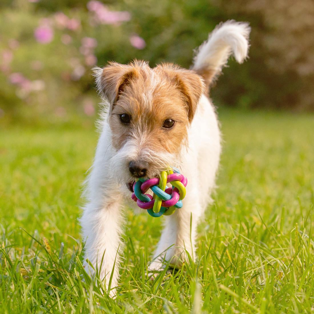 Hunde-Ball aus Gummi - Welpenspielzeug