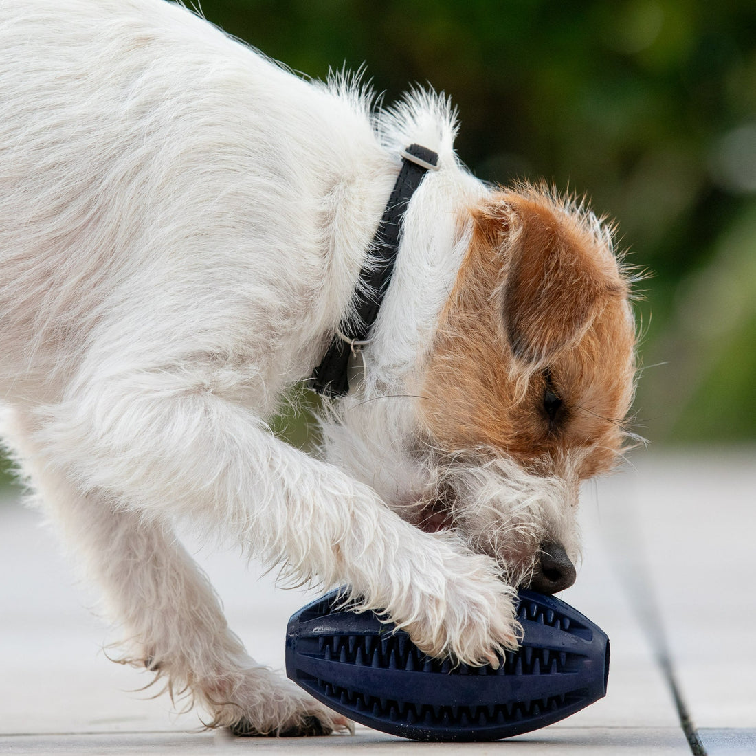 Zahnpflege Kauspielzeug