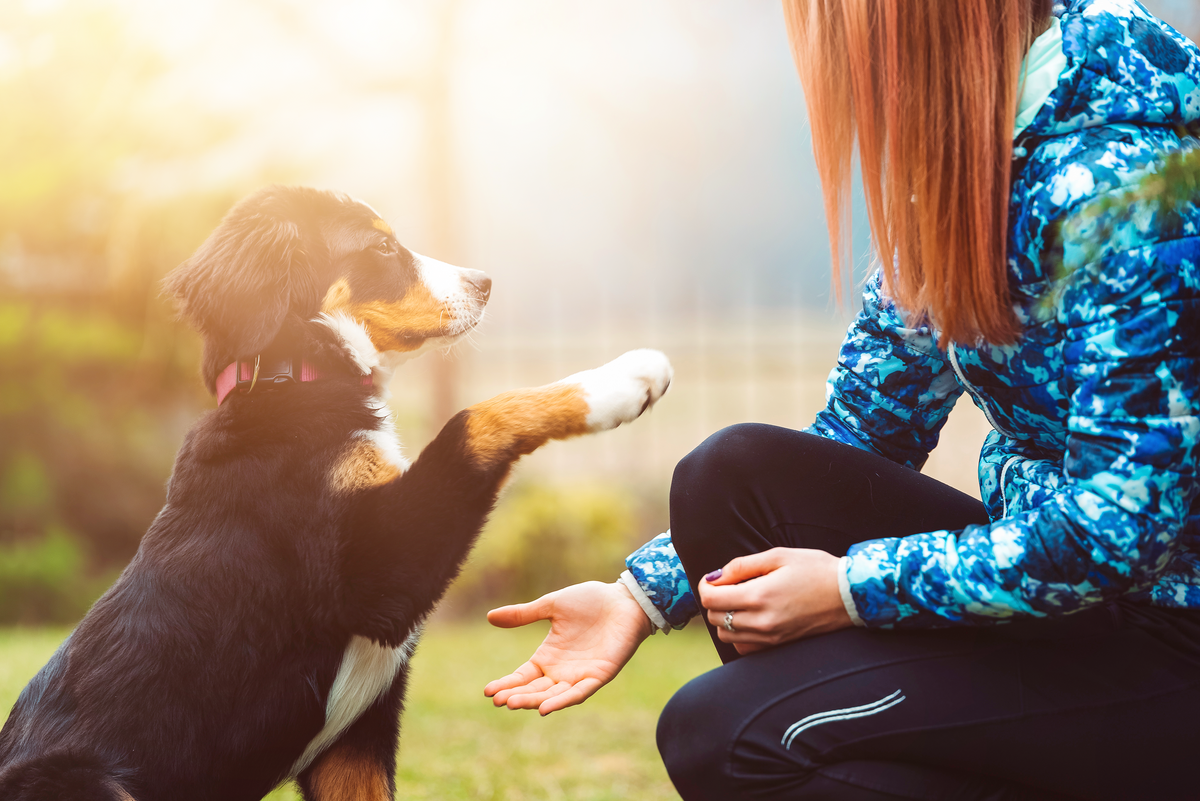 Tipps und tricks für das Zusammenleben mit deinem Hund ab dem Welpenalter