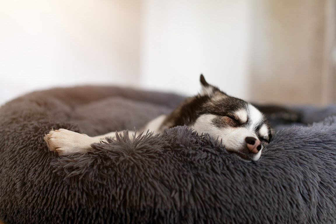 Wie viel Schlaf braucht dein Hund?