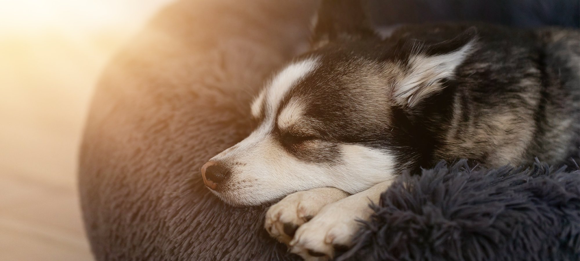 Wolke7-Hundebett-mit-Wechselbezug