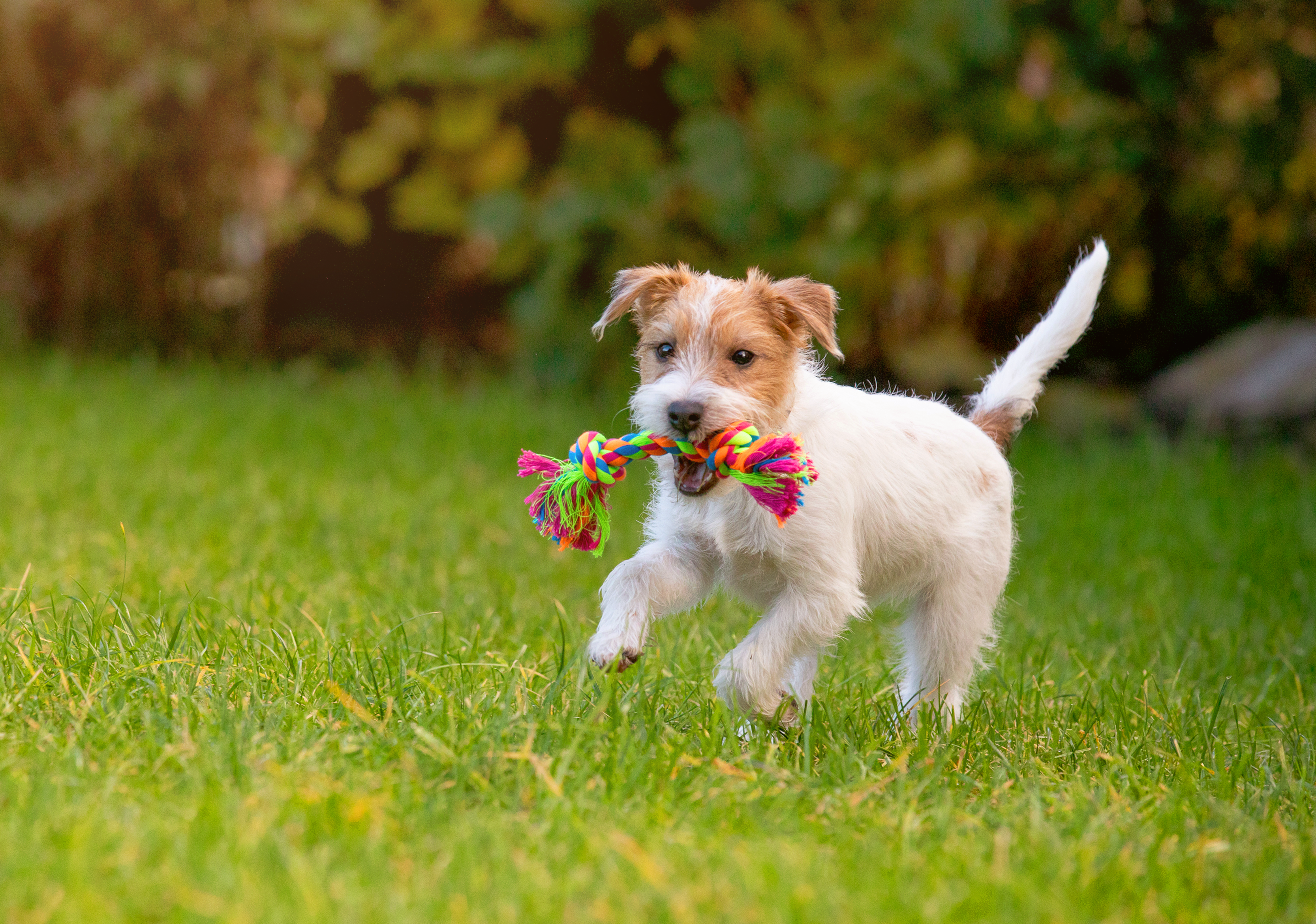 welpenspielzeug-set, hundezubehör-robustes-hundespielzueg