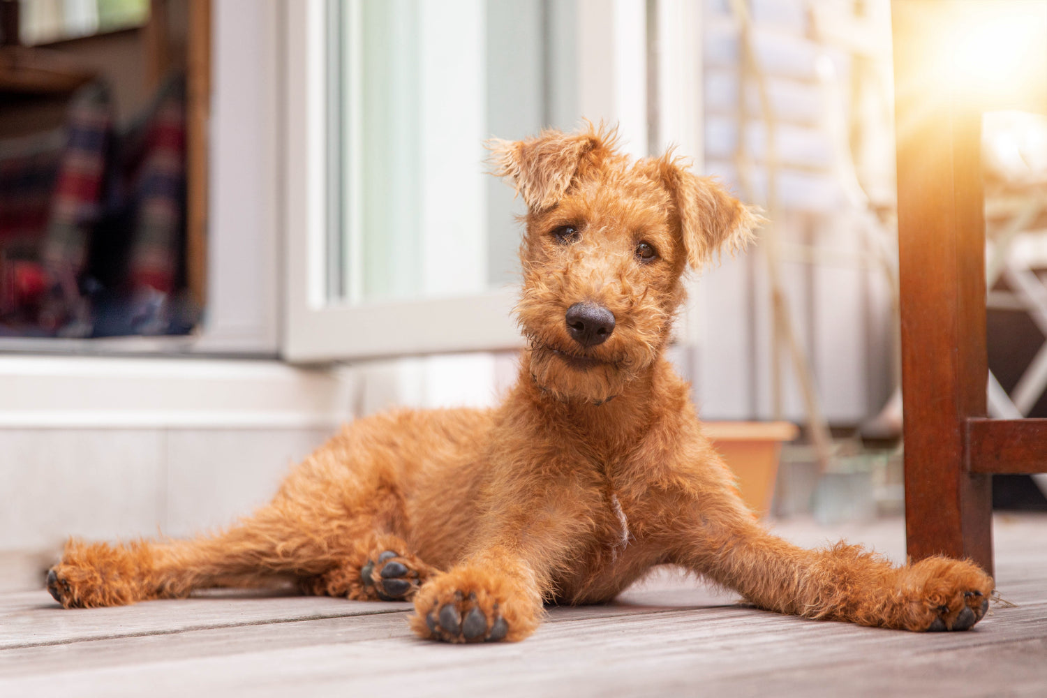 schöne Hundemomente-glückliche-Hunde-mit Hundespielzeug-Geschenke-für Hunde