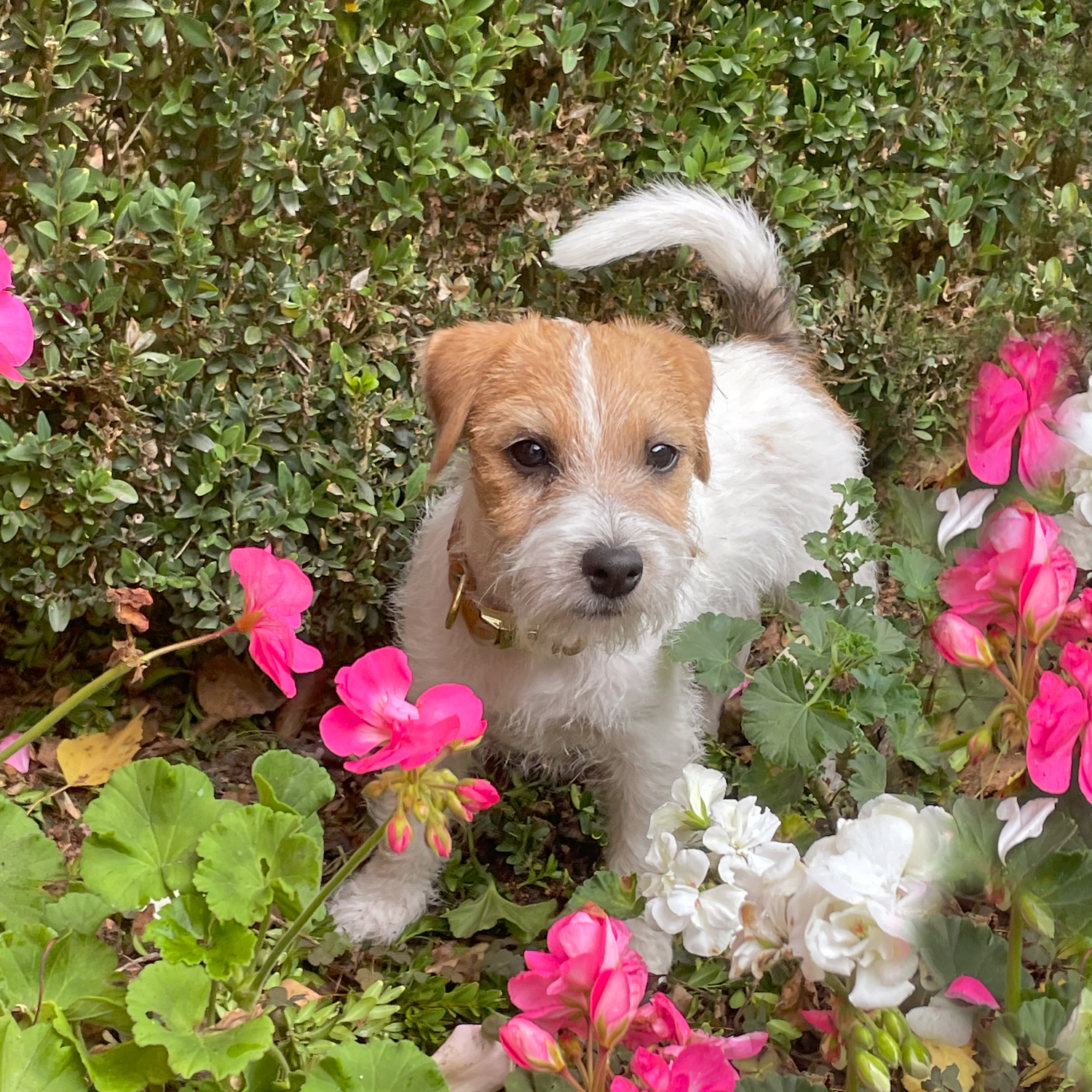 Garten Welpensicher machen, Giftige Pflanzen für Welpen, Geranien sind Ungiftig, Tipps für Hunde im Garten, Gerianien ungiftig für Hunde