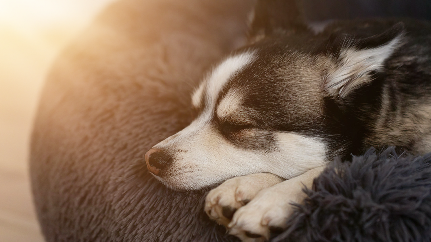 Hundebett mit Bezug waschabar dunkelgrau