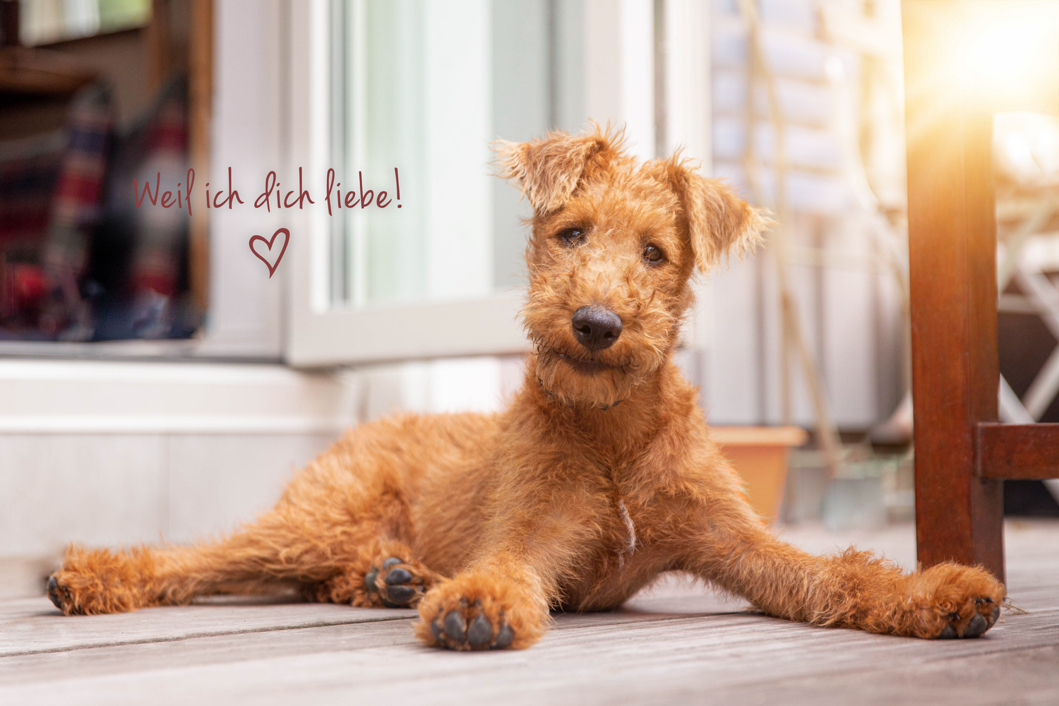 Welpen, Liebe, Hundeliebe, Welpenpakete, Welpenprodukte, Irish Terrier, Hundespielzeug