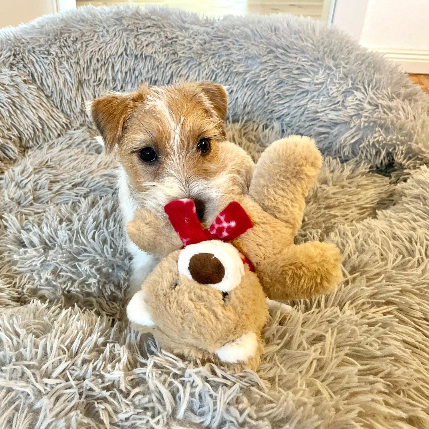 Plüsch Teddybär - Welpenspielzeug