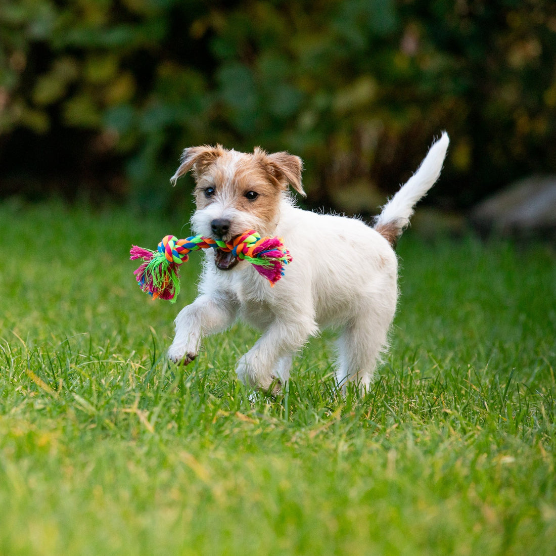Zerrtau für Hunde
