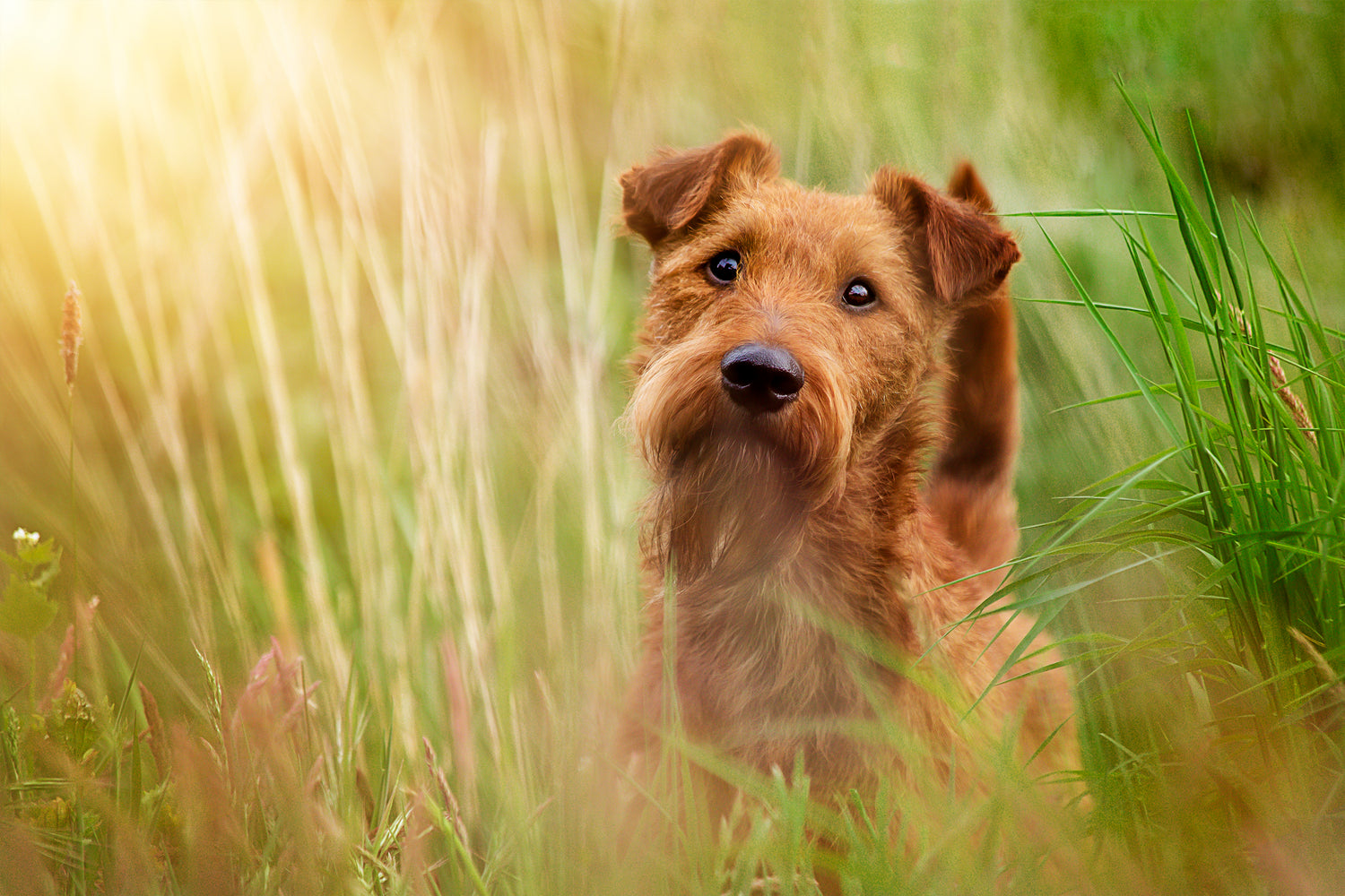 Beschäftigungsmöglichkeiten für hunde und Welpen-Wie endstand landhund, Birte Köster geschichte