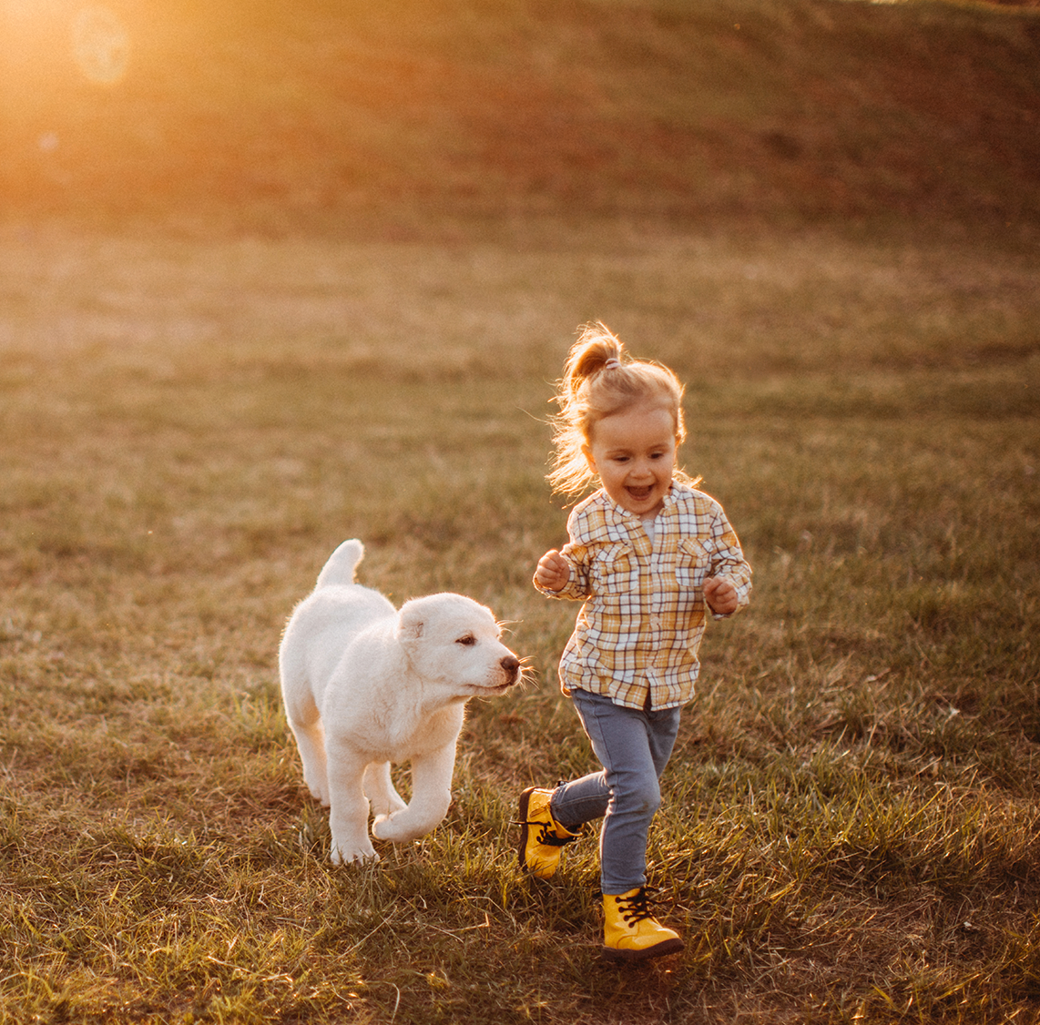 hundewelpe auf einer Wiese spielt mit Kind