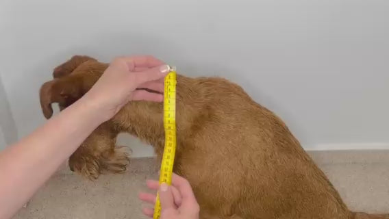 Laden Sie das Video: Wie messe ich den Halsumfang meines Hundes richtig?